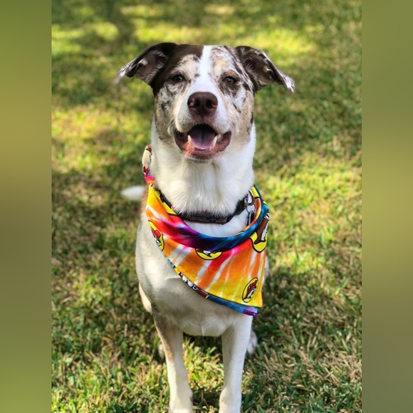 Meet your Posher, Healy - Picture 11 of 12